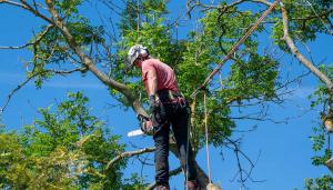 Rotherham Tree Services